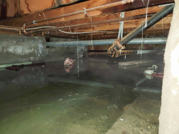 Best Water damage cleanup near me  in Ocean View, DE